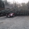 20150331 00517 Baum auf PKW
